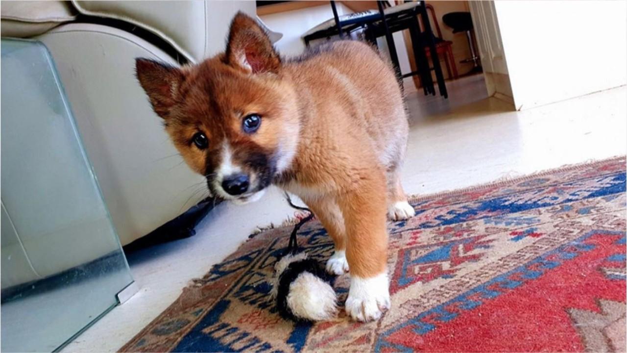 Rare purebred dingo pup dropped by eagle in Australian family's backyard