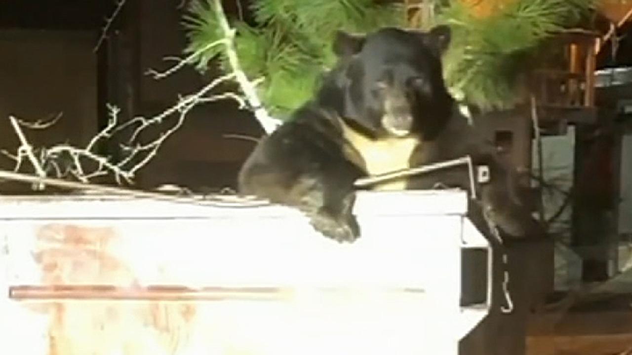 Deputies help free trapped bear from dumpster in California