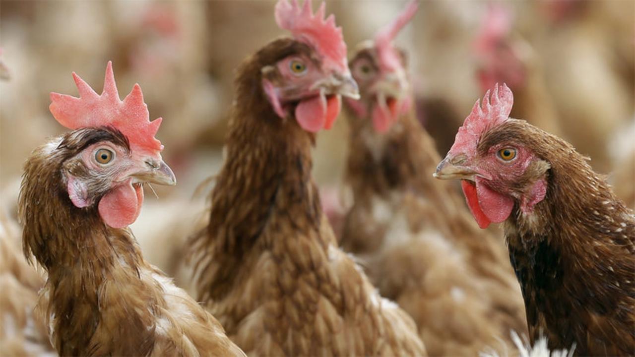 Florida woman sues county in federal court in effort to keep emotional support chickens