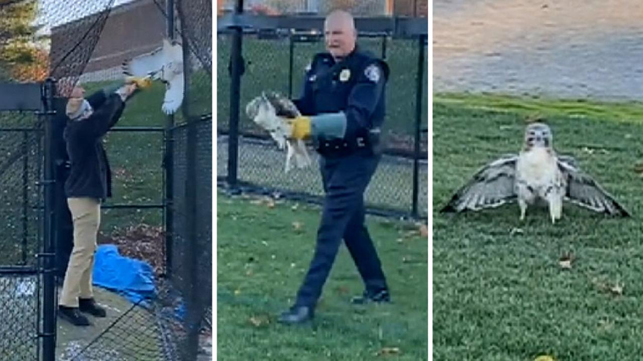 Police rescue trapped hawk tangled in baseball netting in Massachusetts