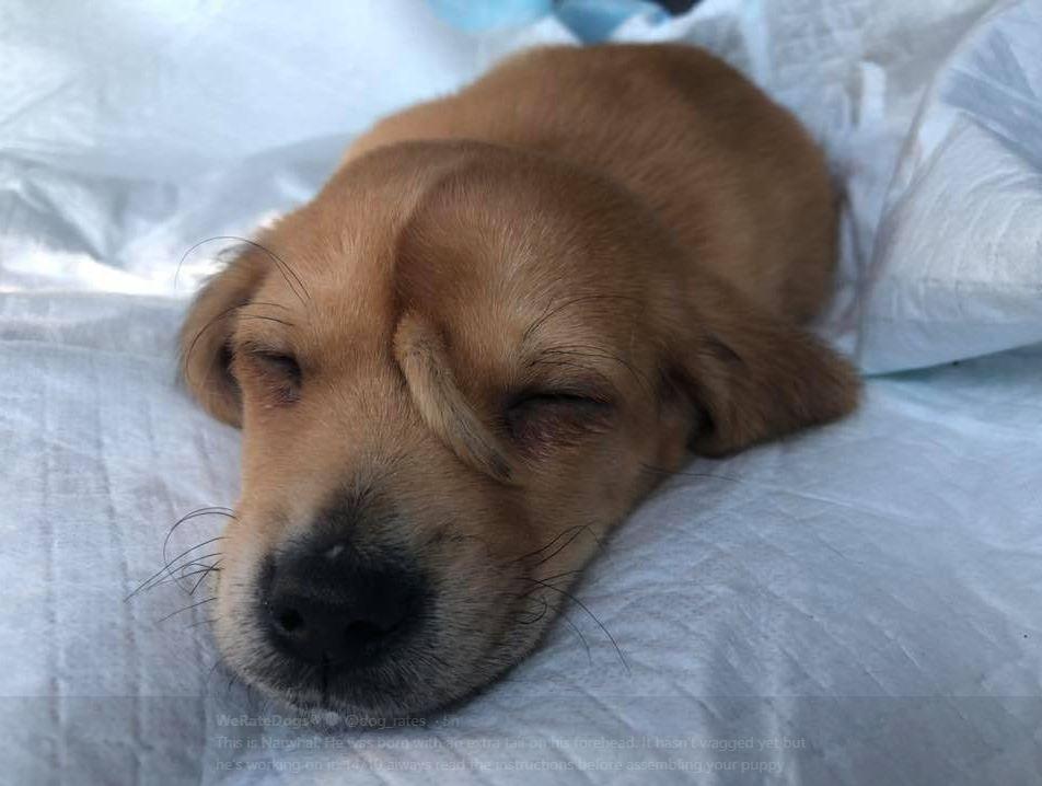 Animal rescue team finds puppy with tail on his forehead