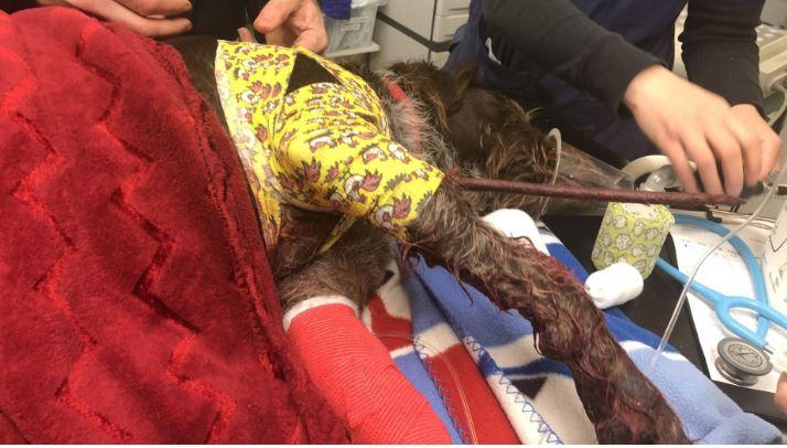 Freak accident leaves dog with metal spike impaled in chest