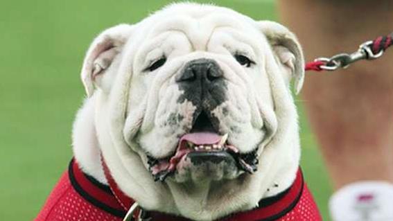 PETA demands University of Georgia retire dog mascot: 'He looks miserable!'