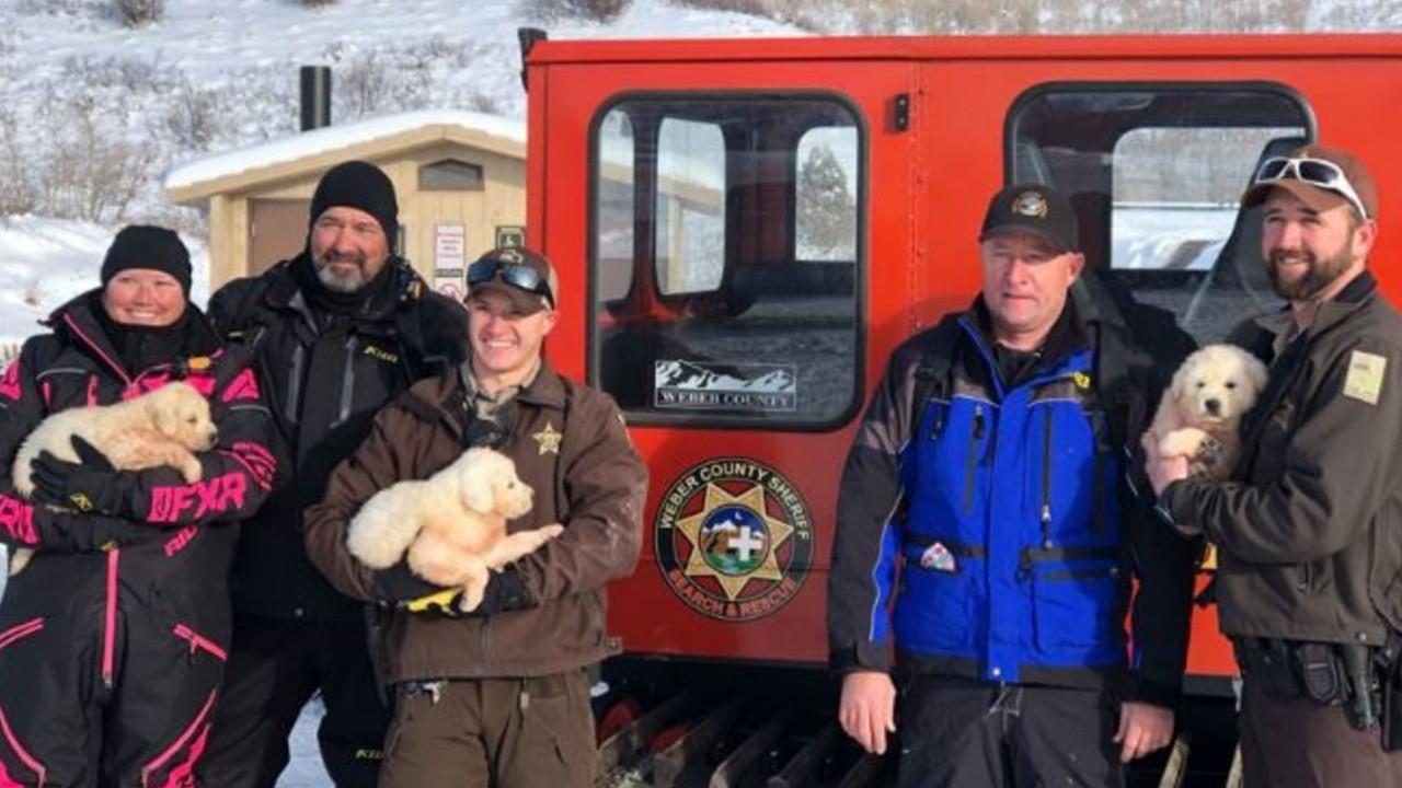 Adorable puppies rescued after being found on snowy mountain