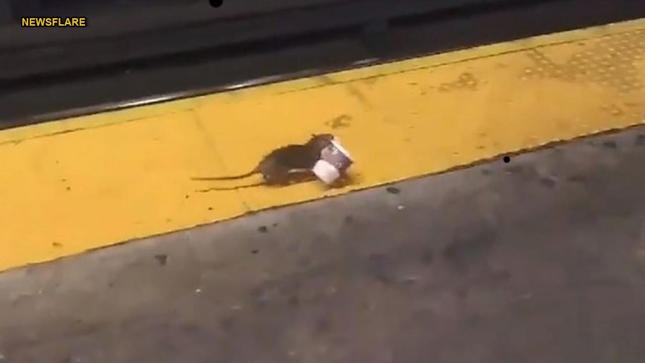 Rat carrying coffee cup on New York City subway track goes viral