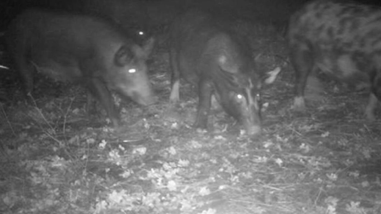 Feral pigs that invaded California city may face euthanasia