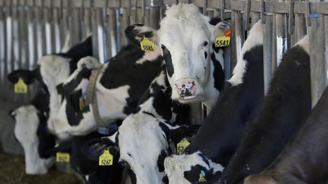 America's dairy farmers hopeful on new USMCA trade deal