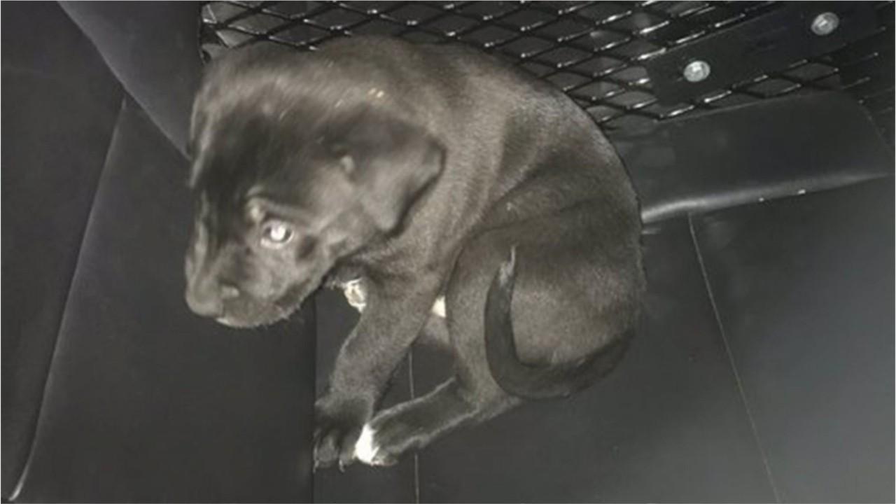 Police: Nearly naked Colorado man on meth for first time tossed puppy into car