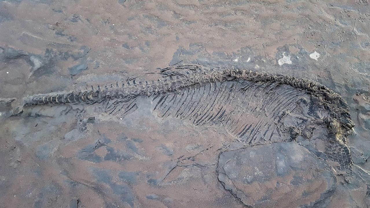 65-million-year-old ‘ichthyosaur’ skeleton found on beach