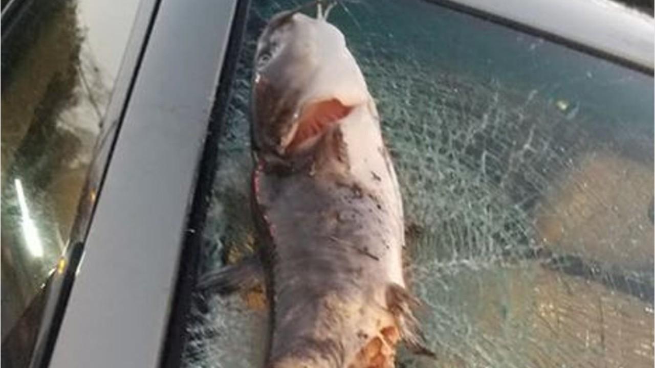 North Carolina woman says catfish smashed her car's windshield