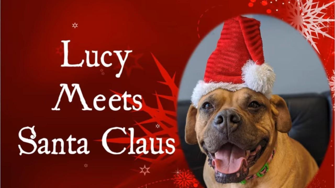 Pennsylvania shelter dog gives Santa her Christmas wish list, hopes to get adopted