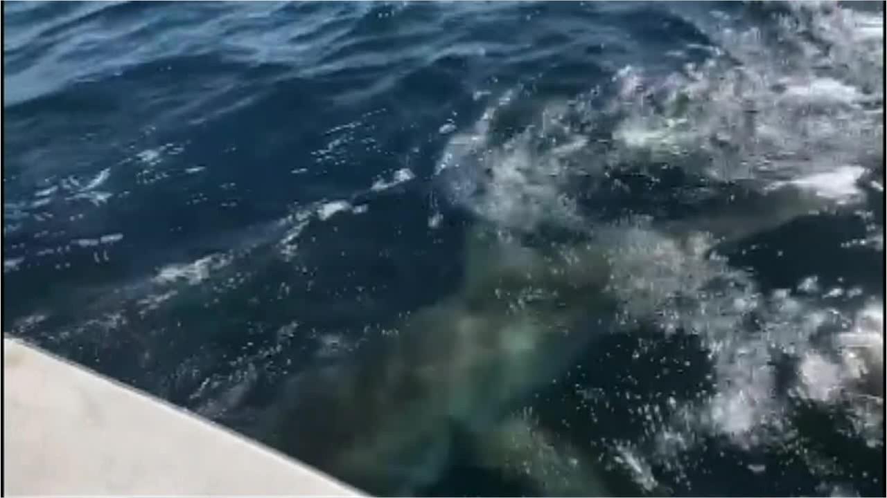 A charter fishing boat off the coast of Florida caught a “unicorn” great white shark that measured over 13-feet long and weighed over 1,000 pounds. 
