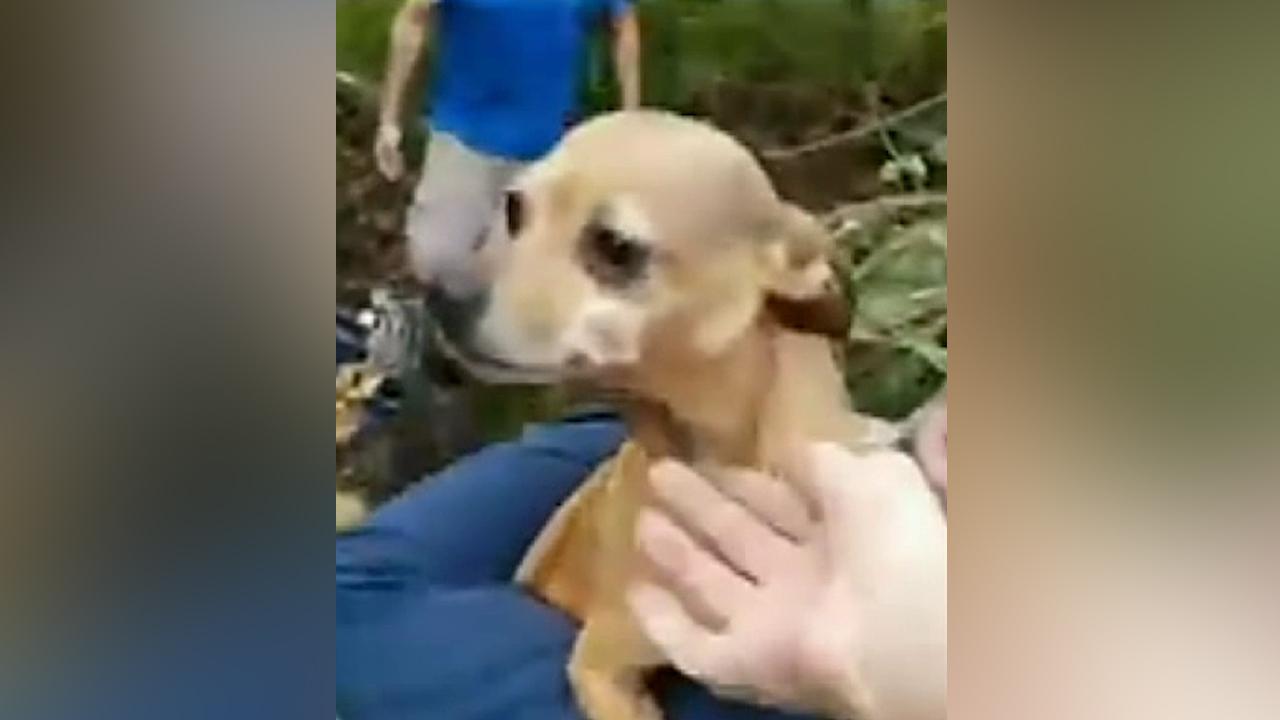 Dog lover reunited with lost Chihuahua that went missing after New Years Eve car crash