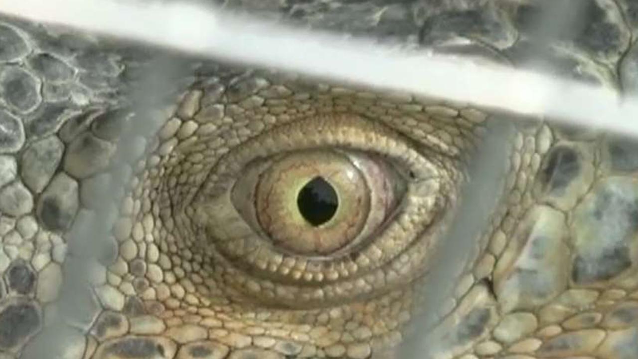 Growing concerns over Floridas exploding green iguana population