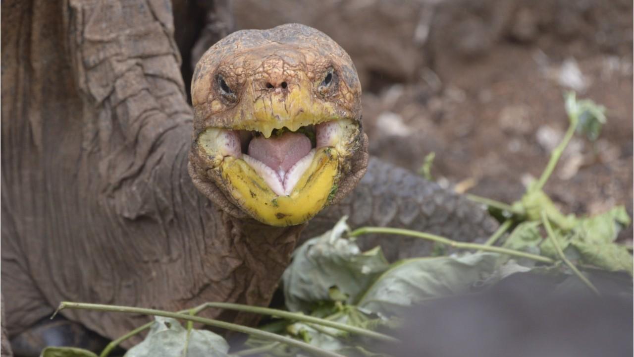 Houston Zoo's 90-year-old tortoise 'Mr. Pickles' is a first-time