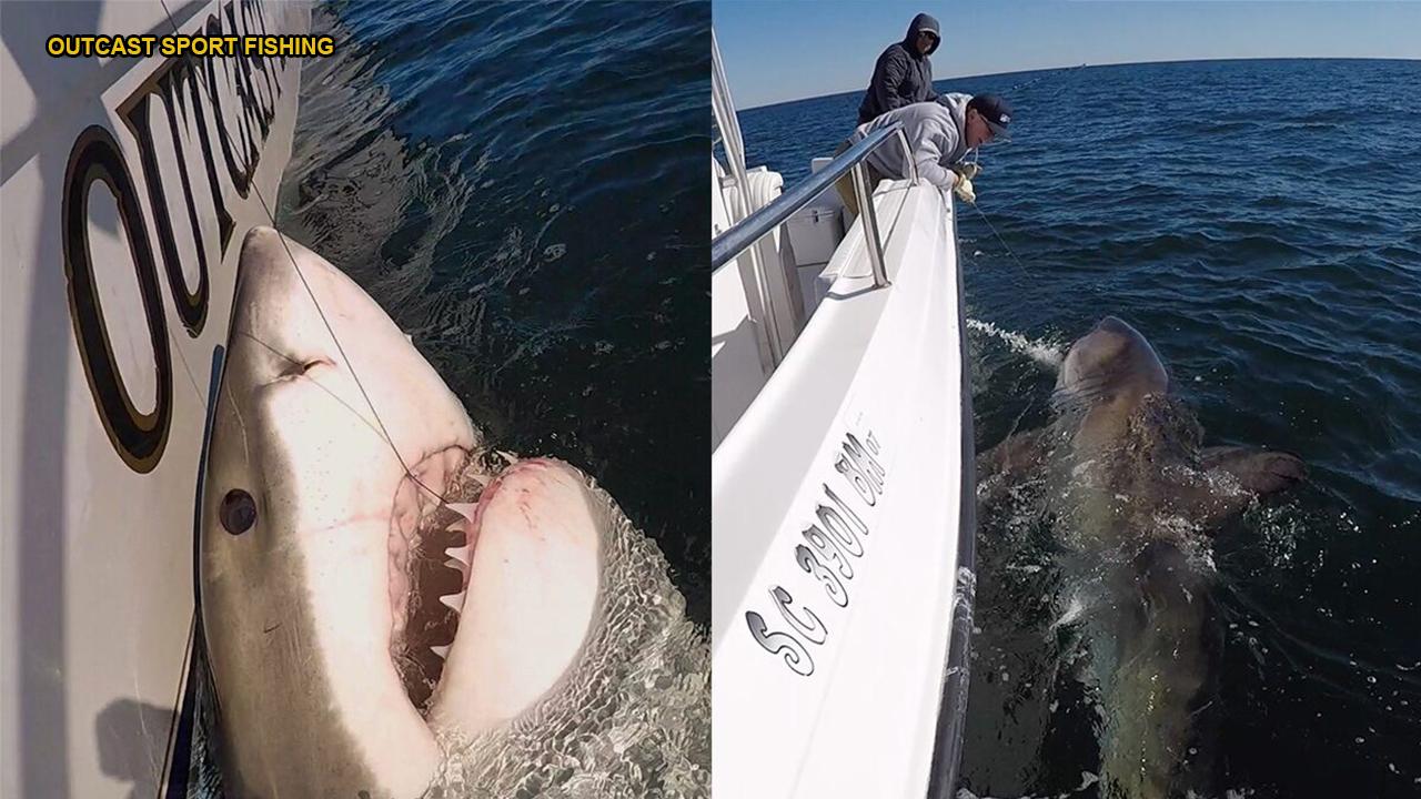 South Carolina fisherman hopes great white shark catch will help solve fatal 2016 hit-and-run case