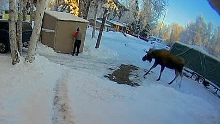 Alaska man hides in shed to avoid bull moose