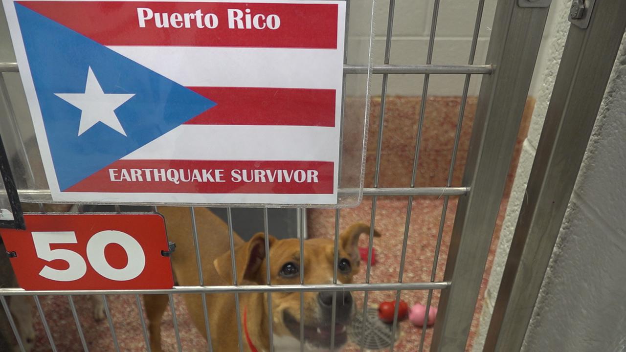 Rescued pets from earthquake-ravaged Puerto Rico end up at East Coast shelters