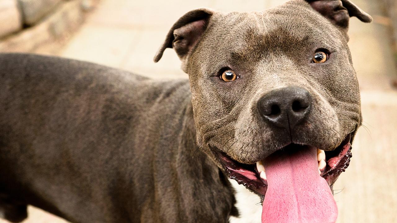 Denver may end its decades-long ban on pit bull ownership