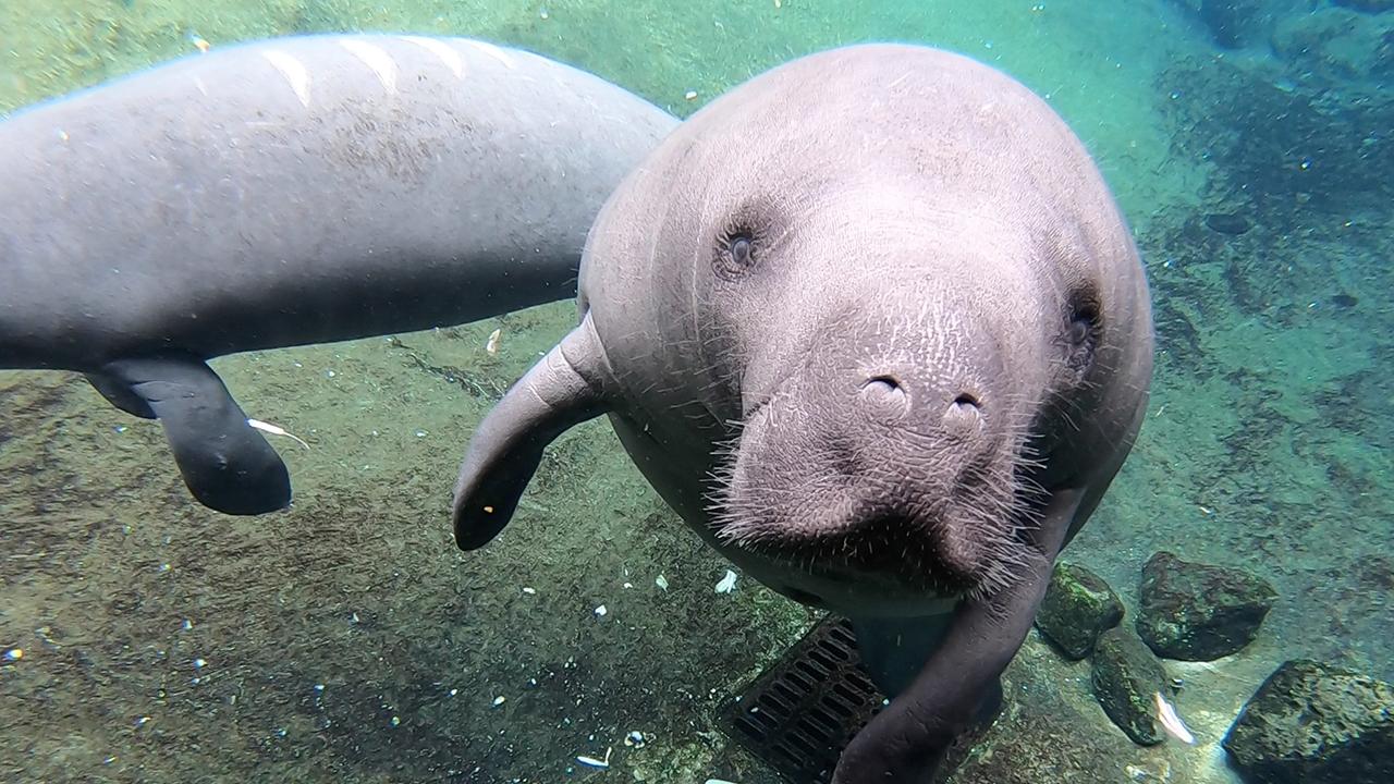 Record number of manatees killed by Florida boaters in 2019