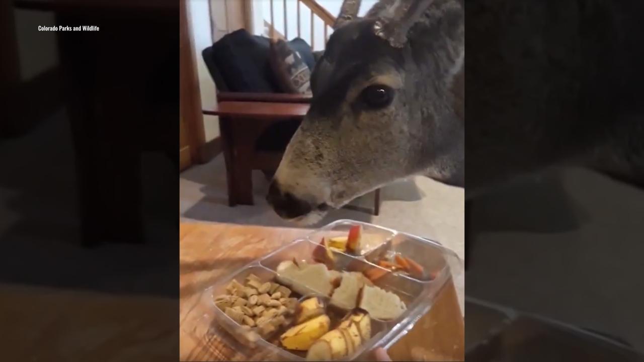Wildlife officials condemn Colorado resident who was filmed feeding deer in her home