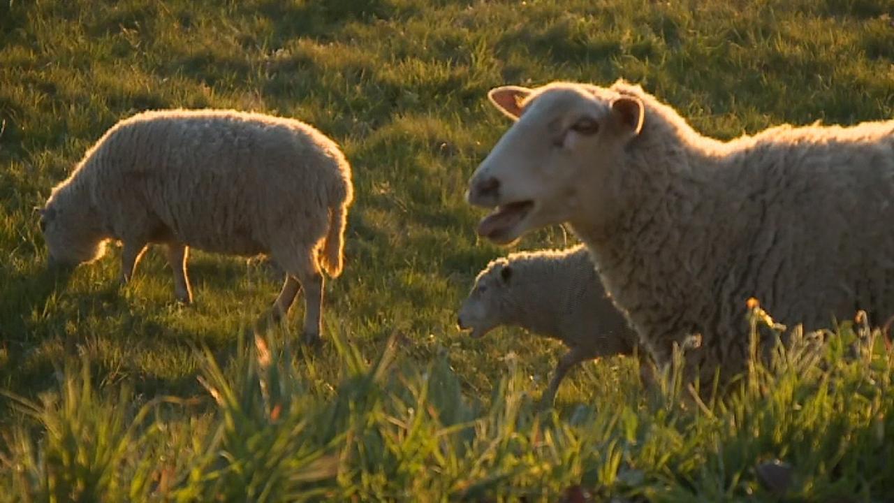 California city employs 1,300 sheep and goats to help in fire prevention