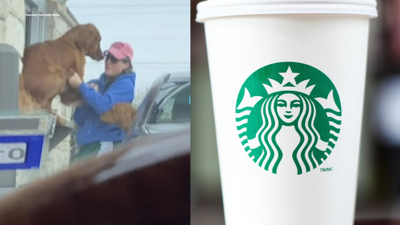Dog can't wait for Starbucks Puppuccino, jumps out of car window at drive-thru