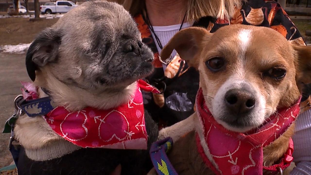 Blind pug and his seeing-eye Chihuahua looking for a loving forever home