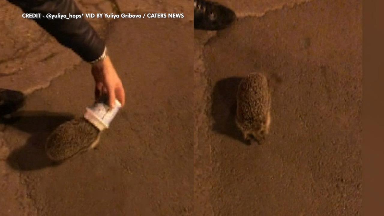 Hedgehogs in Ireland, Russia, are spotted with their heads stuck in frozen treat cups