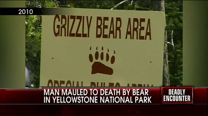 Man Mauled to Death by Bear At Yellowstone National Park