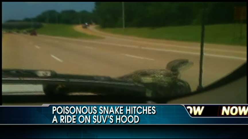 VIDEO: Poisonous Snake Rides on Hood of SUV