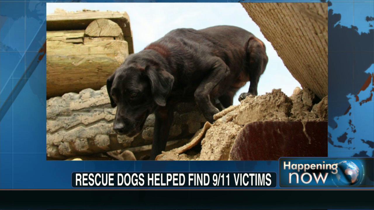 Rescue Dogs Helped Find 9/11 Victims After Attack