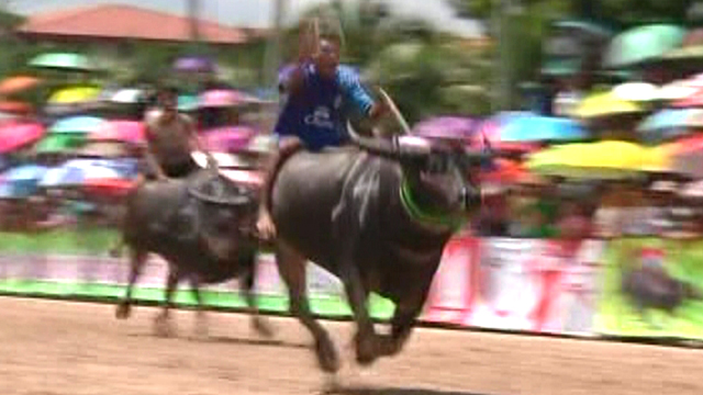 And They're Off: Water Buffalos Race in Thailand