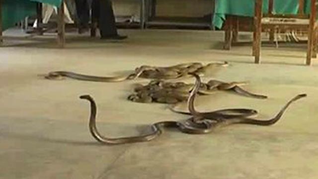 Snakes Released in Taxman's Office