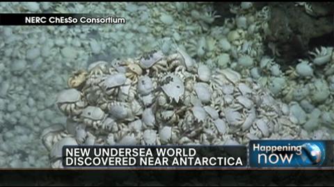 New Species Discovered on the Ocean Floor Near Antarctica