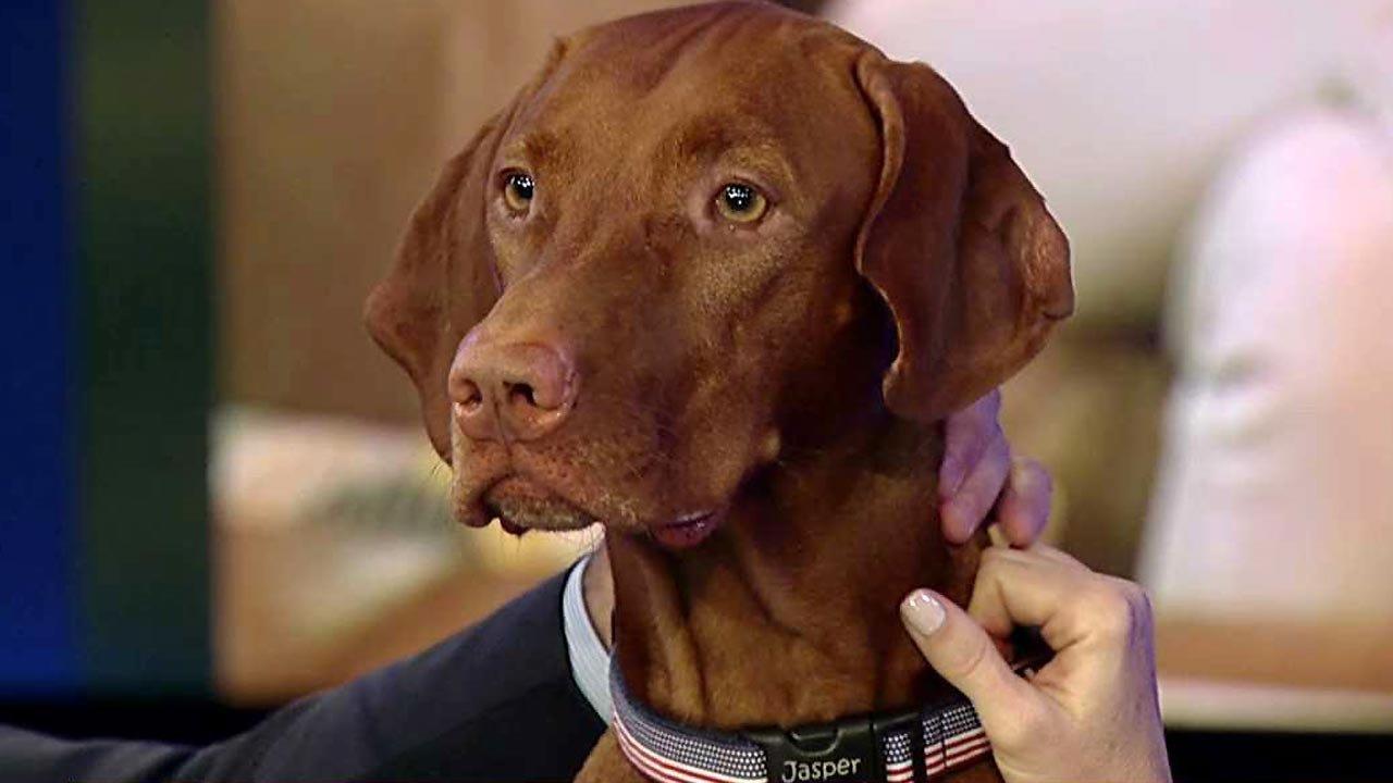 Dana Perino: Goodbye, Jasper