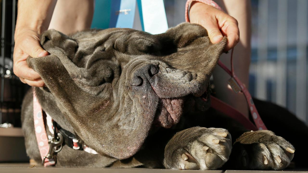 Huge, homely mastiff named Martha wins world's ugliest dog | Fox News