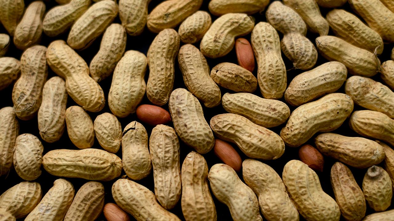 Dr Marc Siegel New Peanut Allergy Treatment Has Incredible Potential 