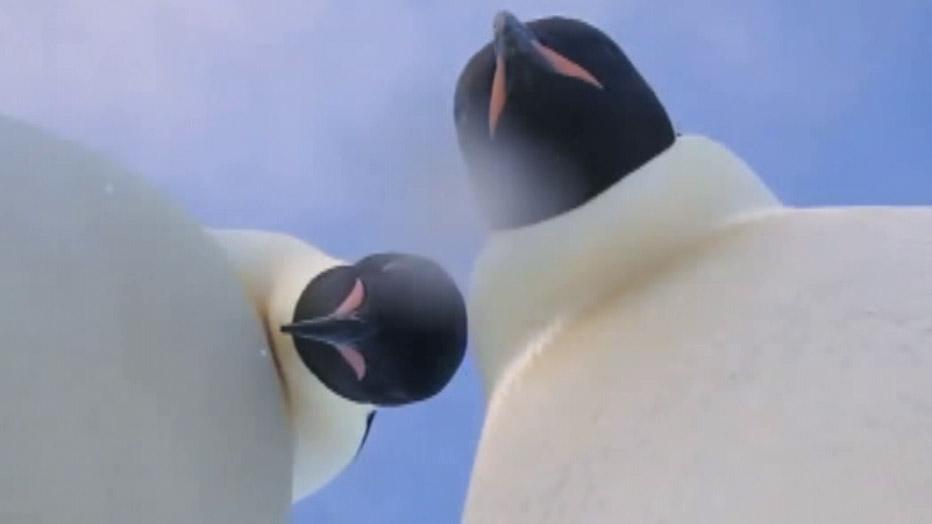 The Antarctic penguins take a selfie with the researcher's camera