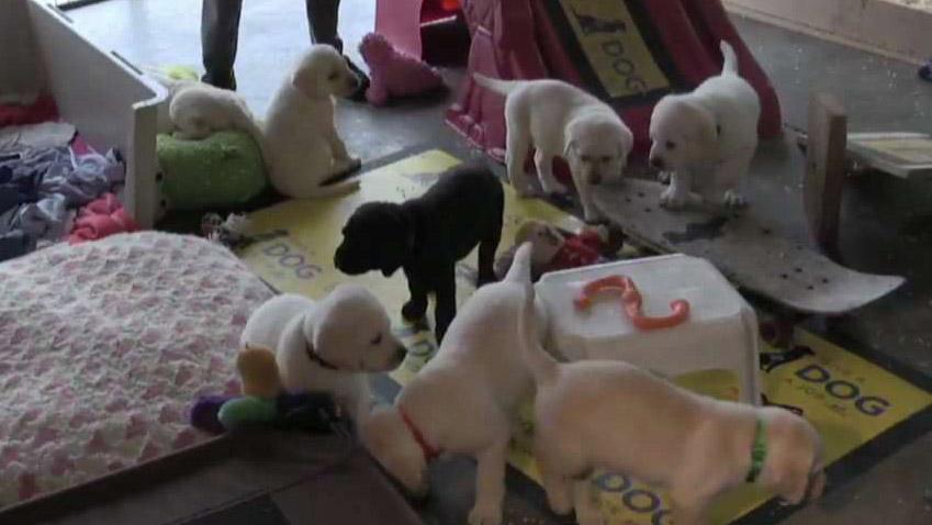 fox news spike service dog