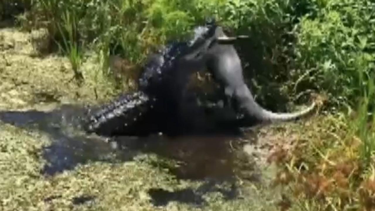 Gator done: Hungry alligator eats one of its own