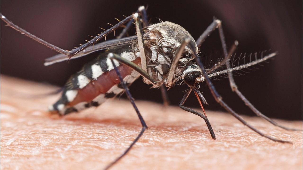 Florida health officials say mosquito-borne virus that causes brain swelling, death detected in state - Fox News