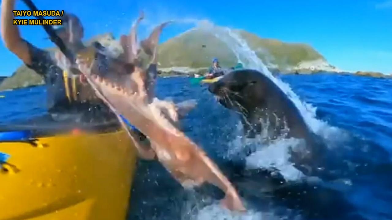 Funny video: Seal slaps kayaker with octopus in the face