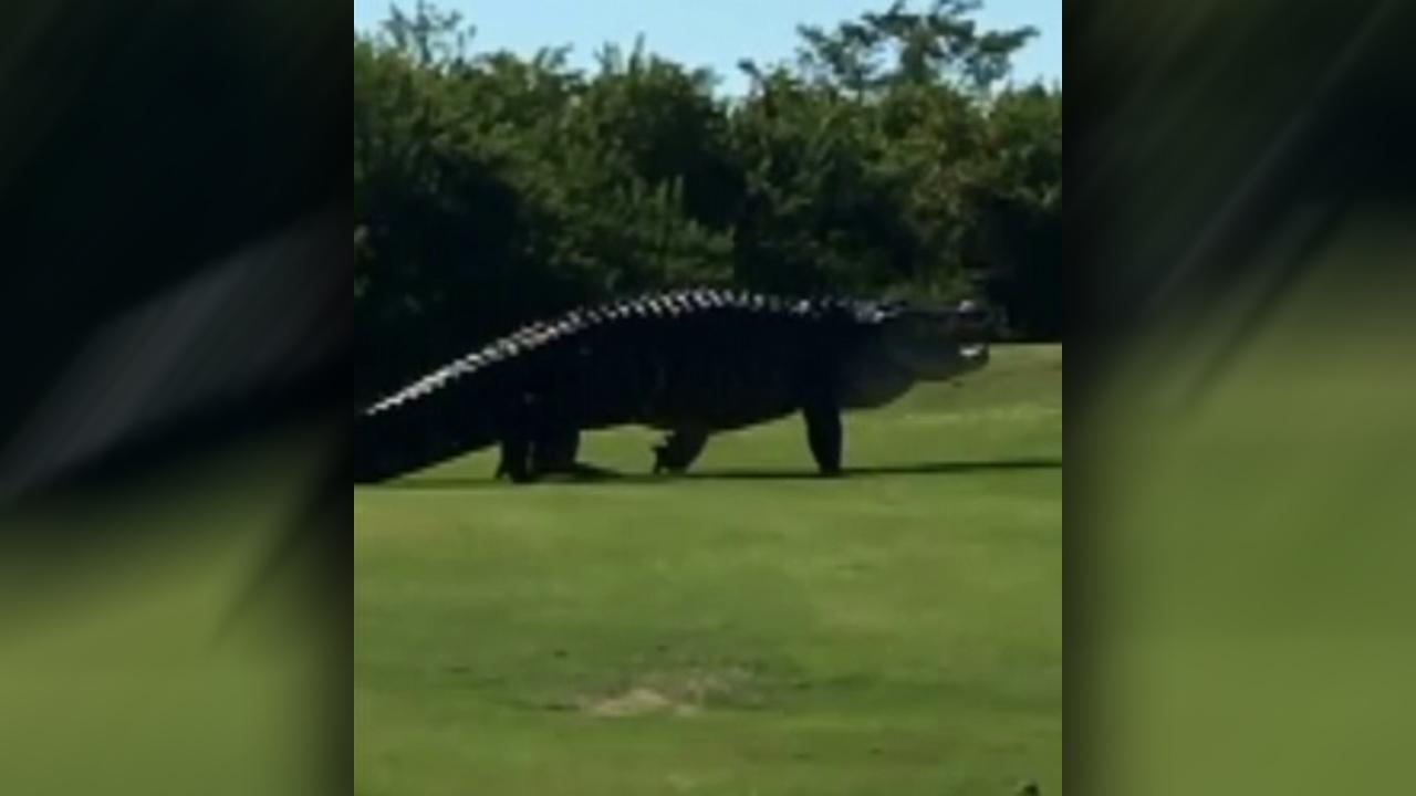 Famous 15-foot gator named 'Chubbs' returns to Florida golf course