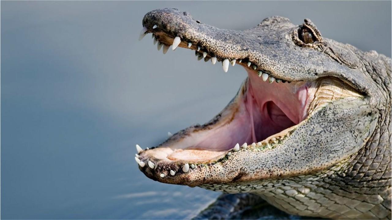 Florida man describes 'shocking' alligator attack on 5yearold