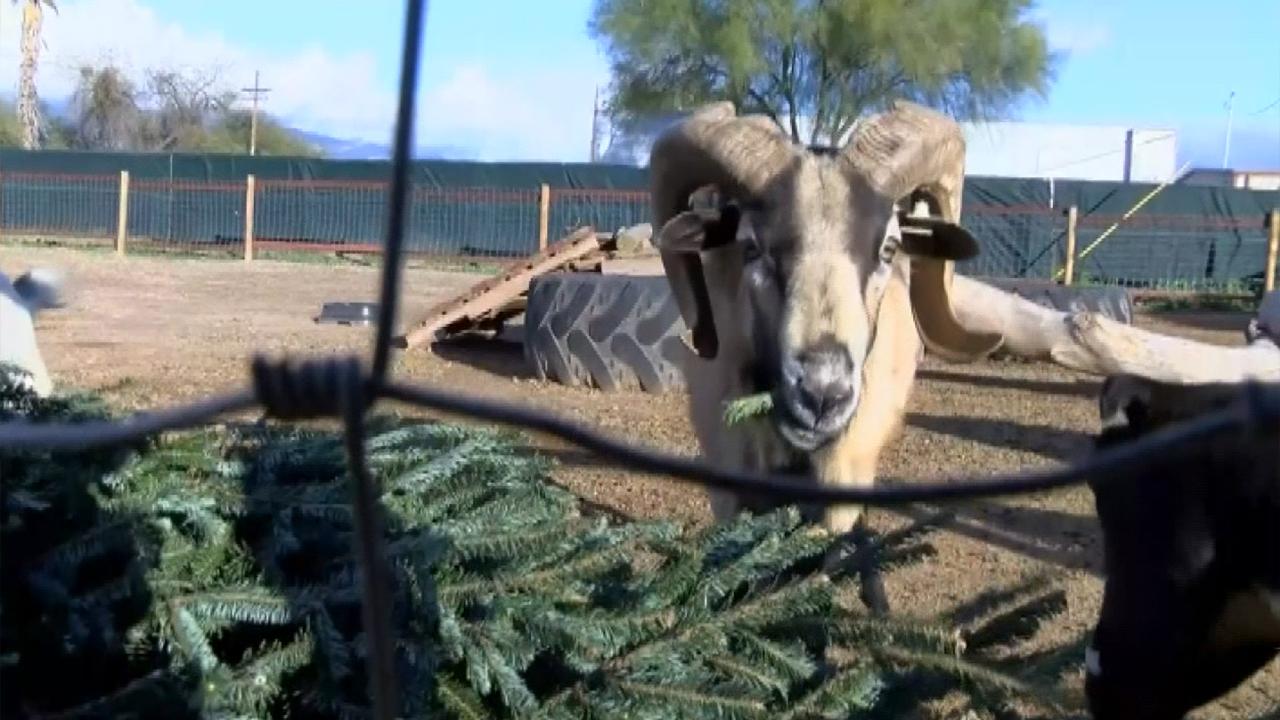 Goats provide unique way to recycle your Christmas tree