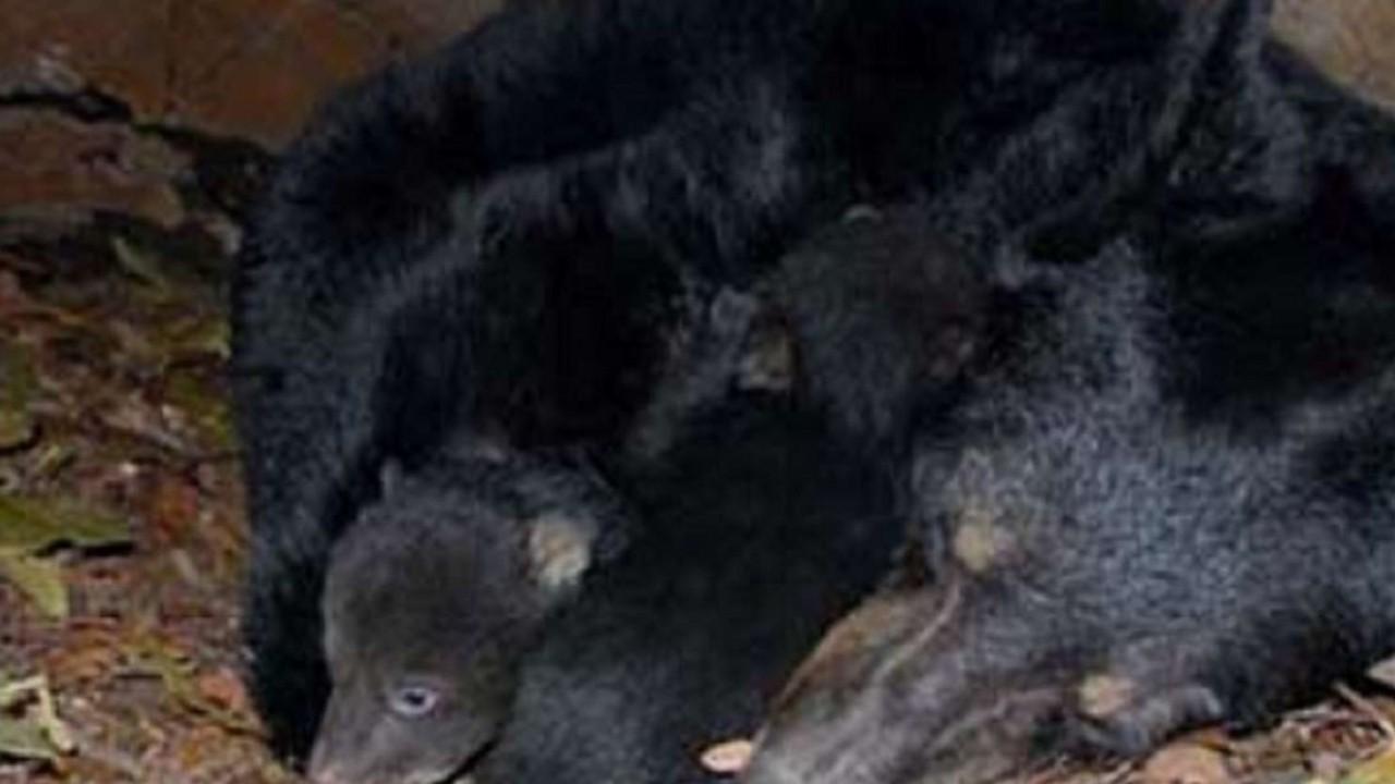 Alaska dad, son sentenced for killing mother bear, newborn cubs