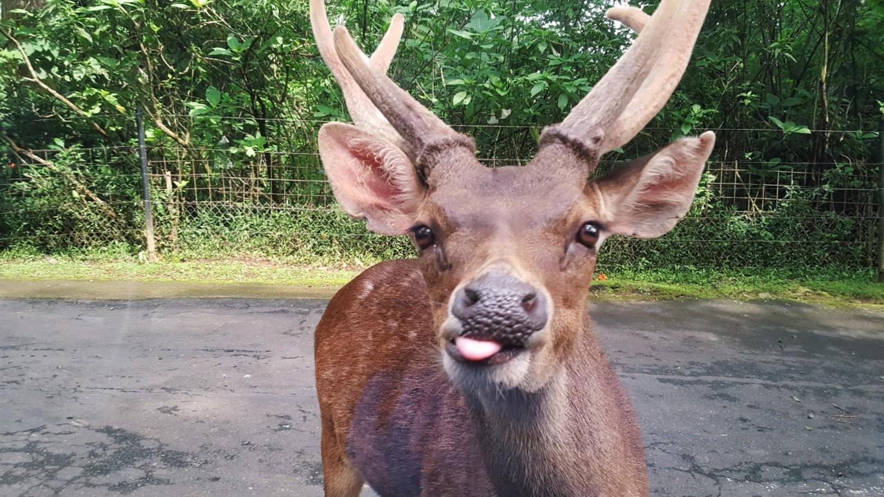 Minnesota wildlife officials shoot mule deer exhibiting ‘strange behavior’