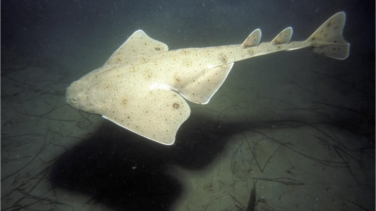 Rare 'flat bodied' angel sharks spotted by fishermen off the coast of ...