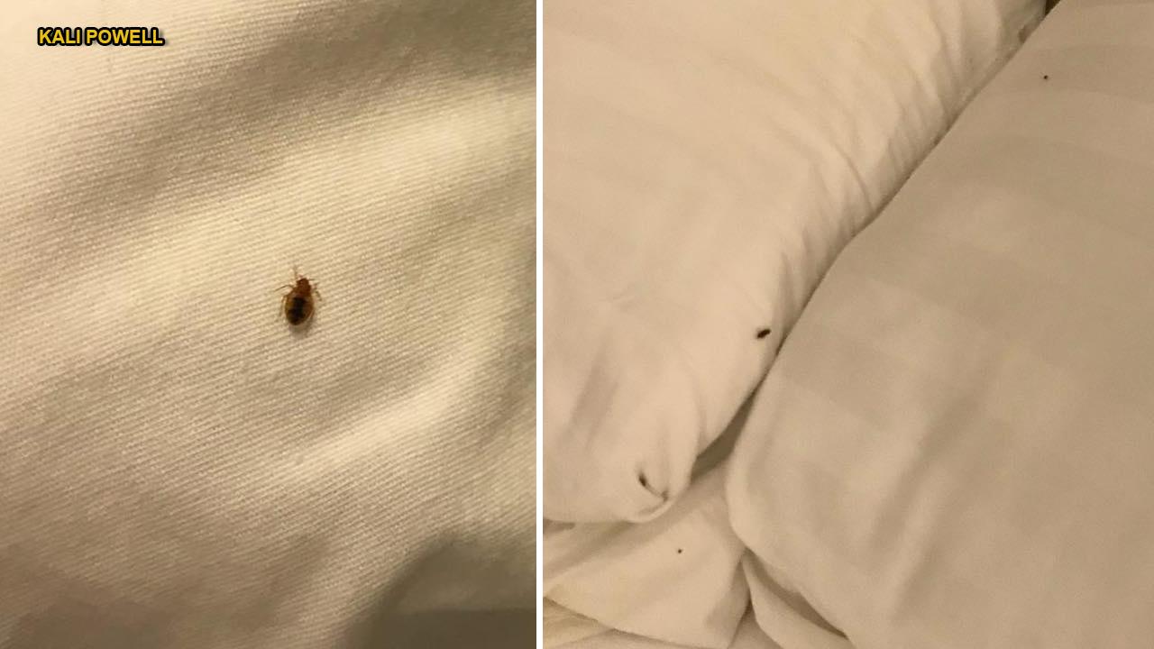 Bedbugs Take Over Texas Hotel Bedroom In Skin Crawling Photos There   694940094001 5996013848001 5996004765001 Vs 